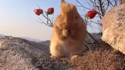 Cute Rabbit