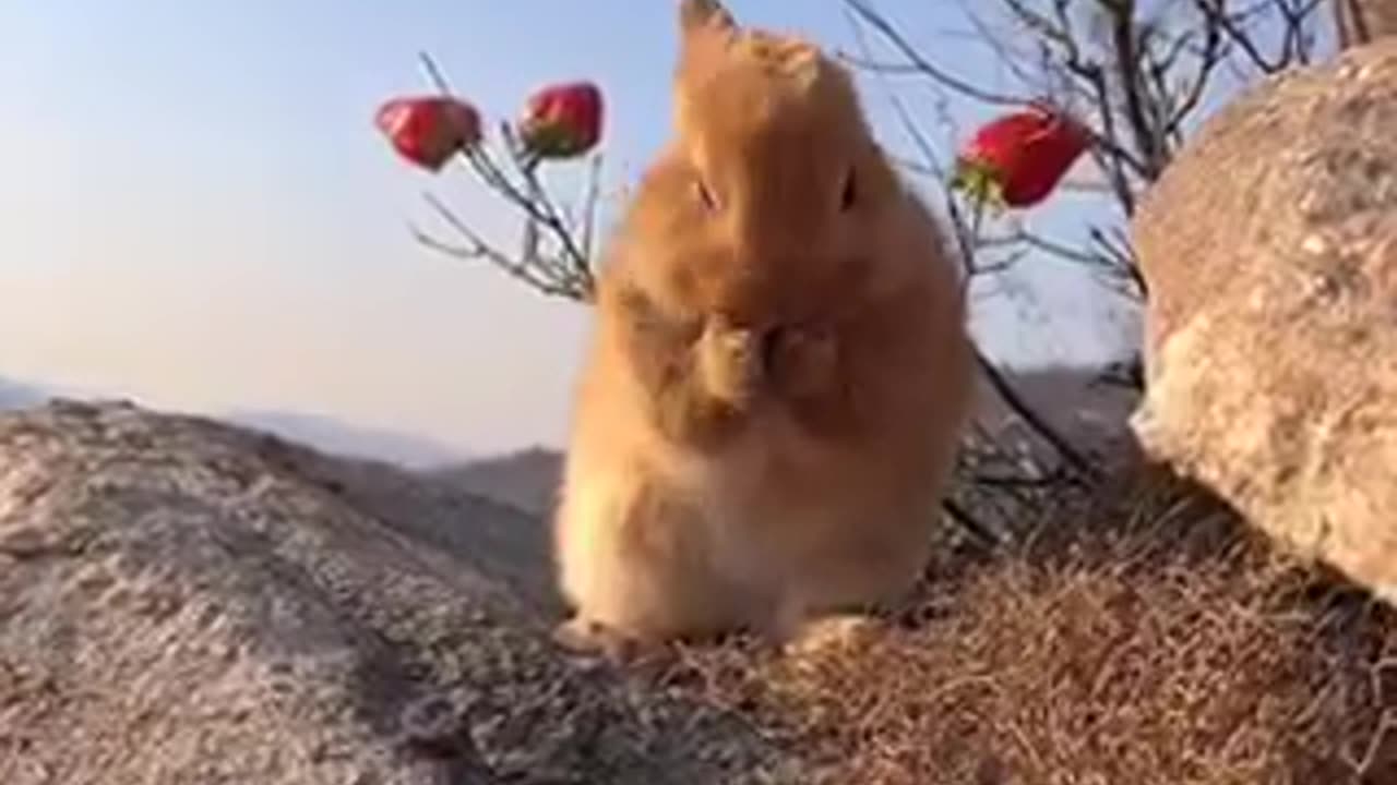 Cute Rabbit