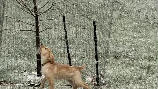 Playful Puppy Sees Snow For First Time