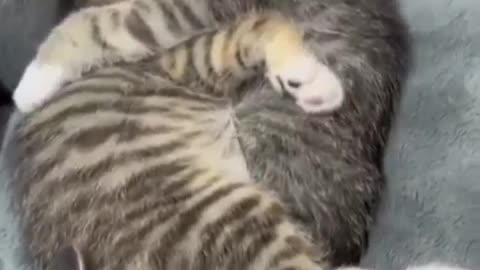 Moments of sleeping together cats