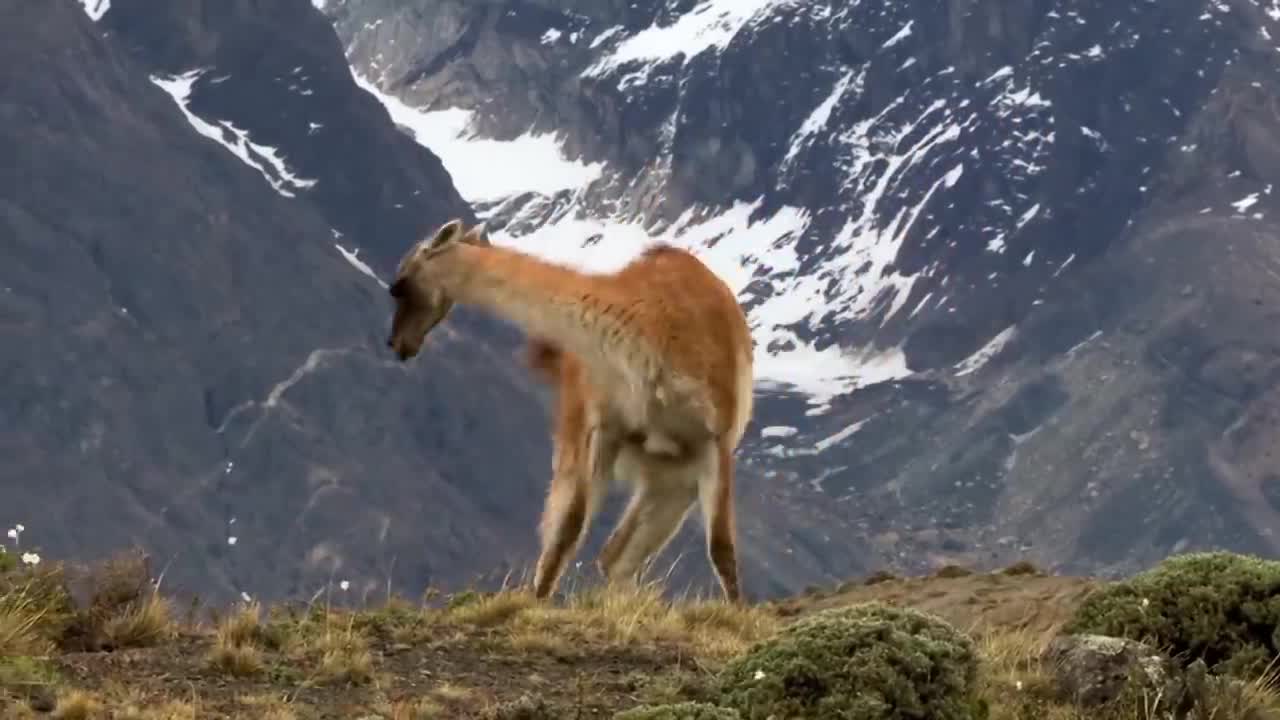 Wenn Tiere sprechen könnten | lustige Tiervideos