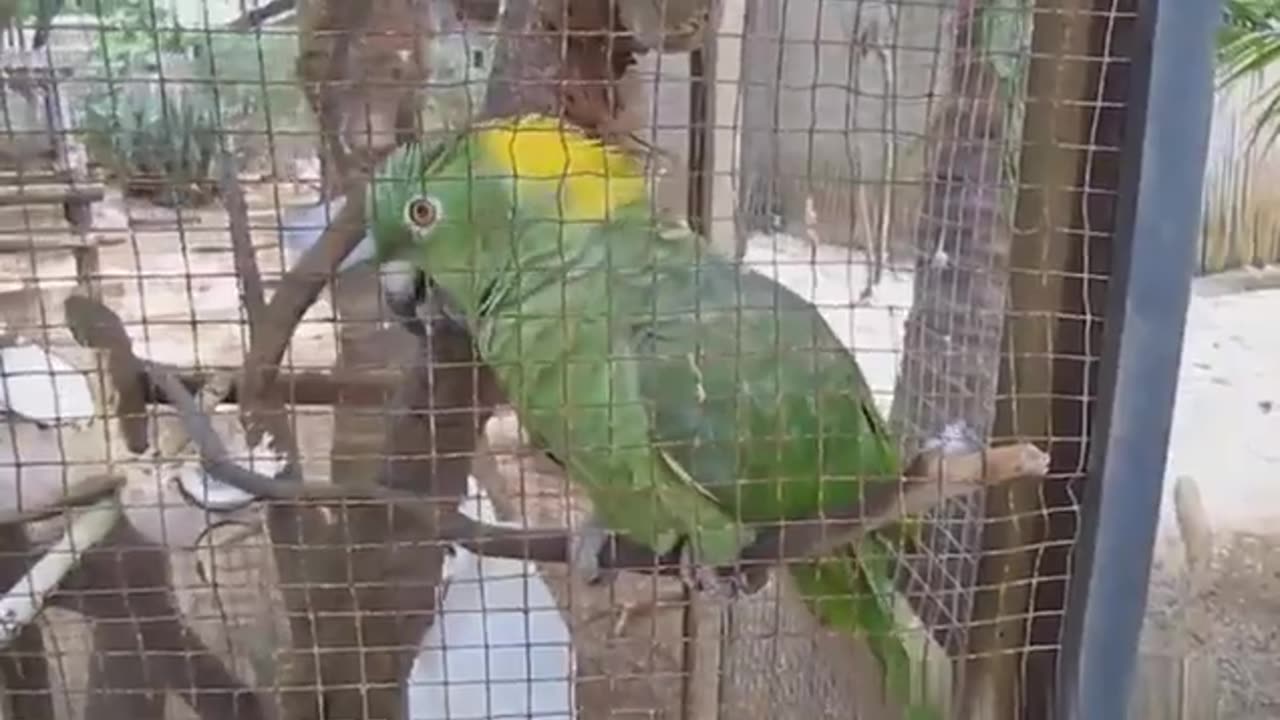 Funny parrot