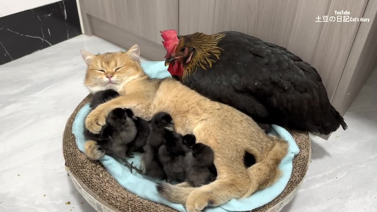 The hen was surprised!Kittens know how to take care of chicks better than hens.Cute and interesting😊