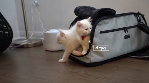 Ragdoll Kittens and their First Day Home