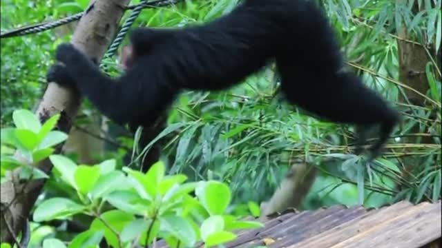 What kind of monkey has a tail that feels like it has an extra leg