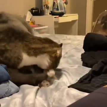 Domestic mammal from this family, which also includes a tiger, lion, etc.