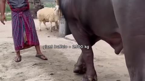 King of Bangladesh bull