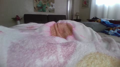 the bed glitch