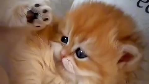 Cat cute video