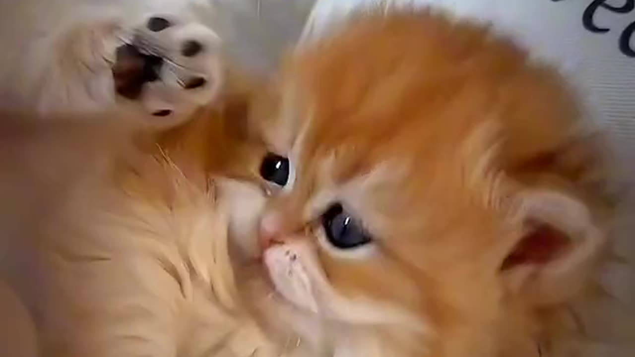 Cat cute video