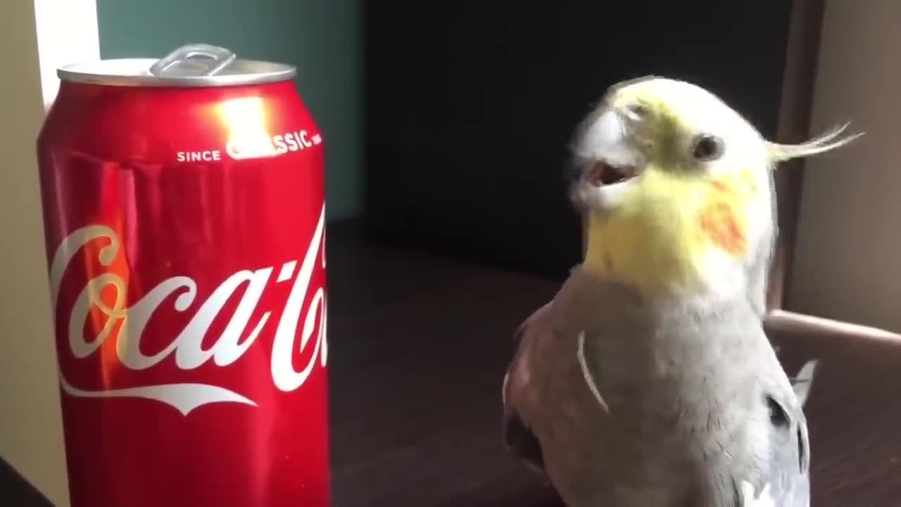 Funny Parrots Going Crazy - Cutest Parrots Compilation-18