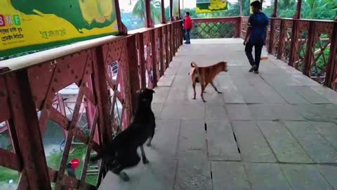 Dog funny prank Fake dog Sound vs Sleeping Dog Prank। The crazy dog lover