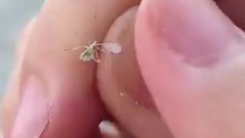 Bill Gates cabal mosquitos to spread diseases so we can buy his vax