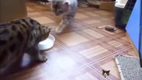 Cute cat video (42), cute and funny kitty, funny cat