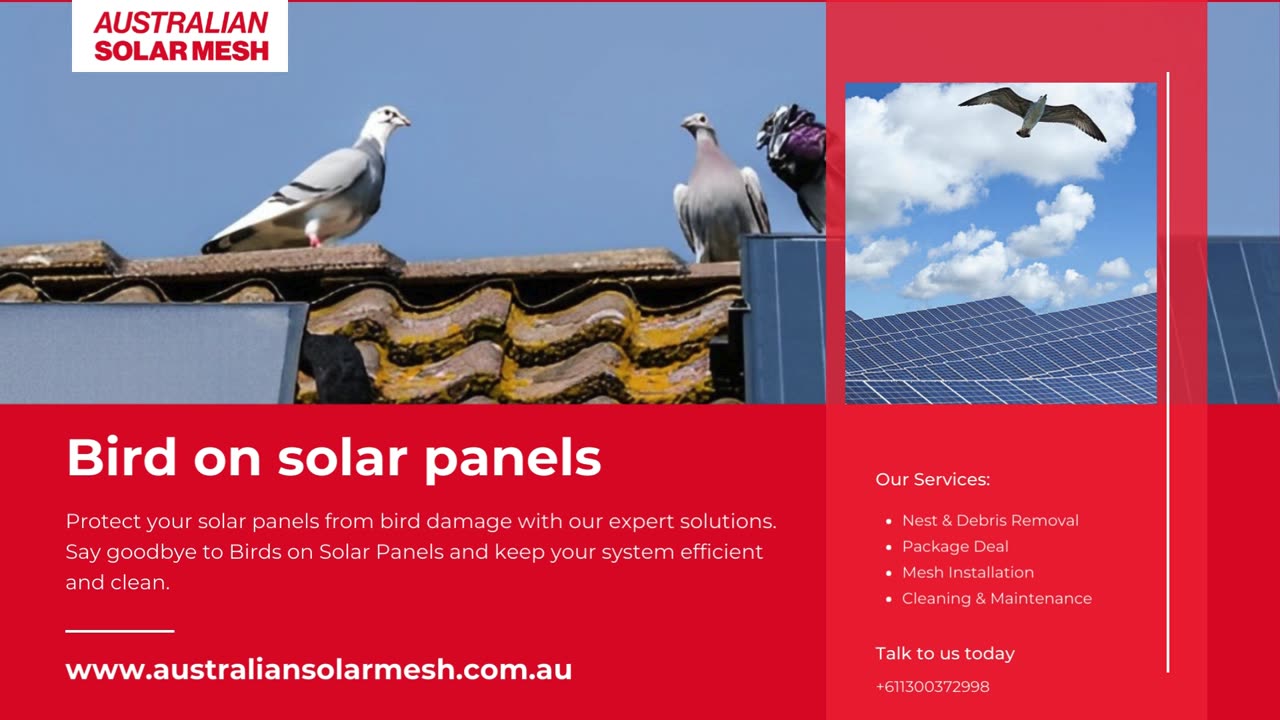 Birds on Solar Panels? Protect Your Investment with Our Expert Solutions