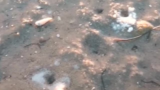 Guy Catches a Razor Fish at Sea