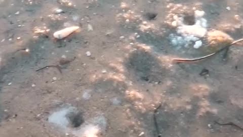 Guy Catches a Razor Fish at Sea