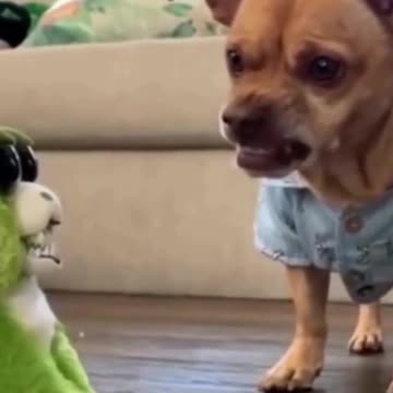 Funny Dog Reaction To Toy