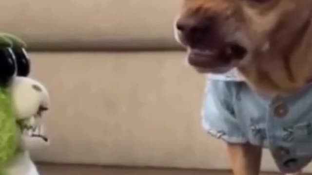 Funny Dog Reaction To Toy