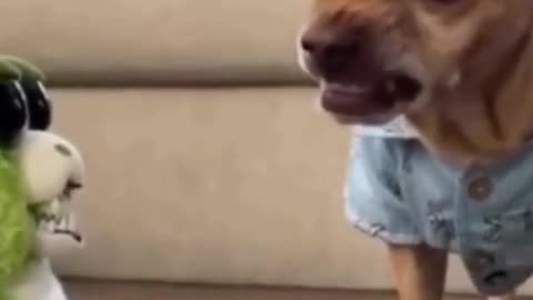 Funny Dog Reaction To Toy