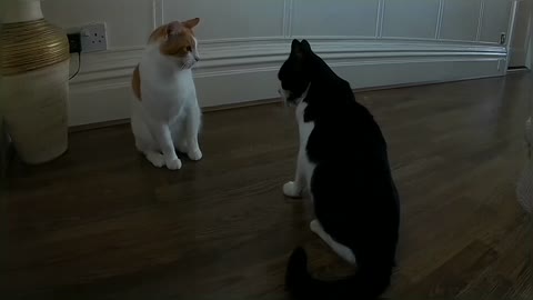 Cats Get Into a Real Fight Over Laser Pointer