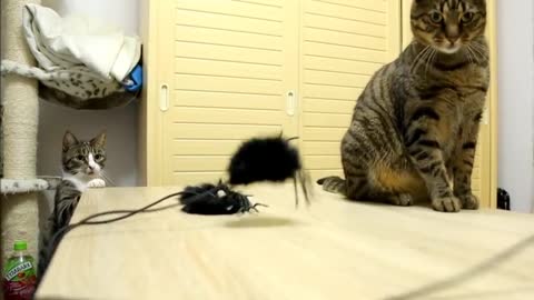 Cats vs Jumping Spiders