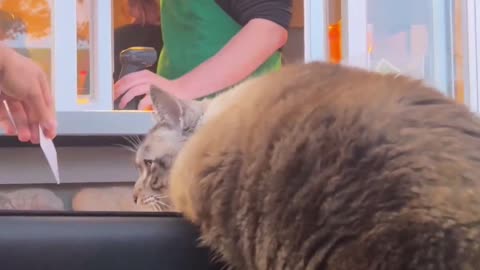 My cat ordering at Starbucks 😂