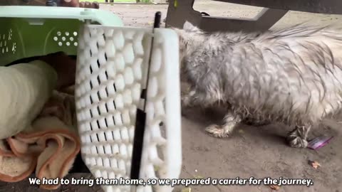 Heavy Rain forced Mother Cat to Carry her kitten in Streets, but No One Opened the Door for Them!