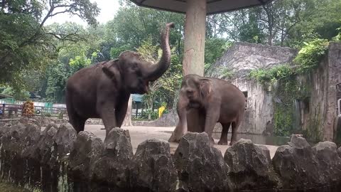 Gajah Ragunan