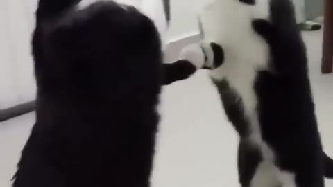 Funny cat