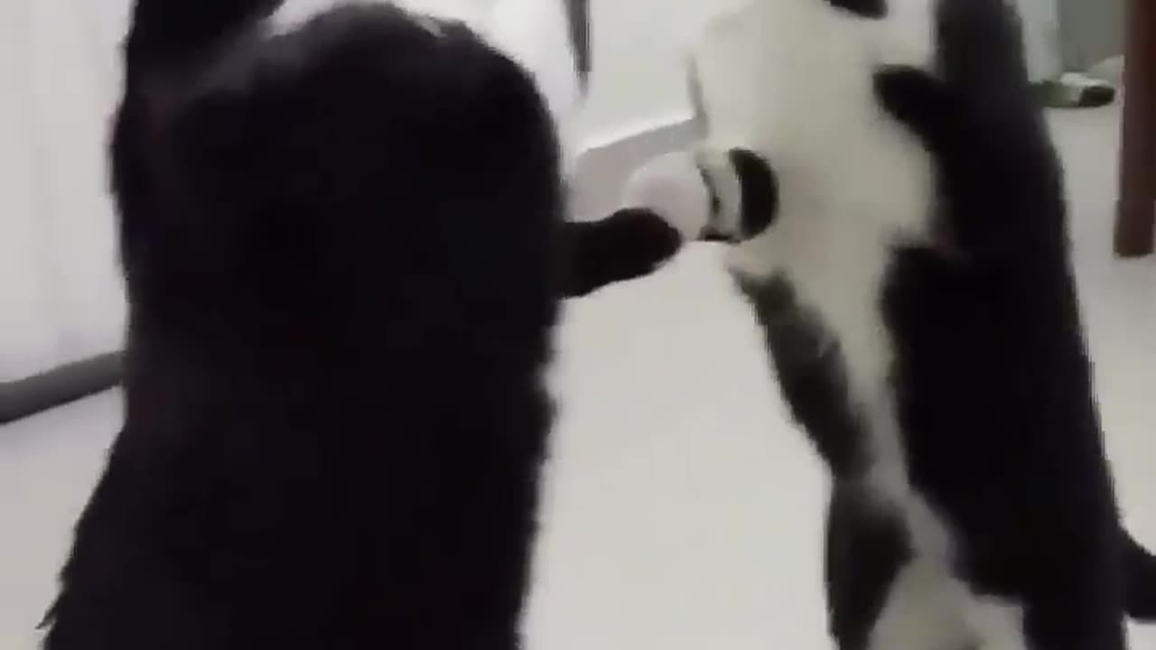 Funny cat