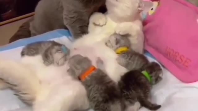 adorable cats support please Cut Cat 🐈 CatLover