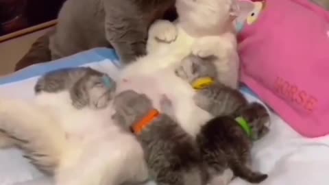 adorable cats support please Cut Cat 🐈 CatLover