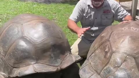 Viral video part -3 #aldabra #tortoise