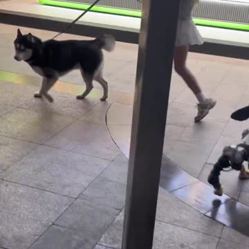 Robot dog and bio dog