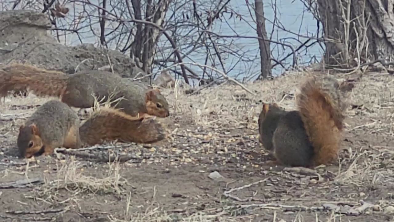 Several Squirrels Eating Bird Seed in the Park