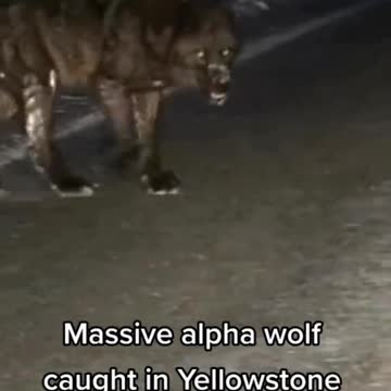 Massive alpha wolf caught in yellowstone