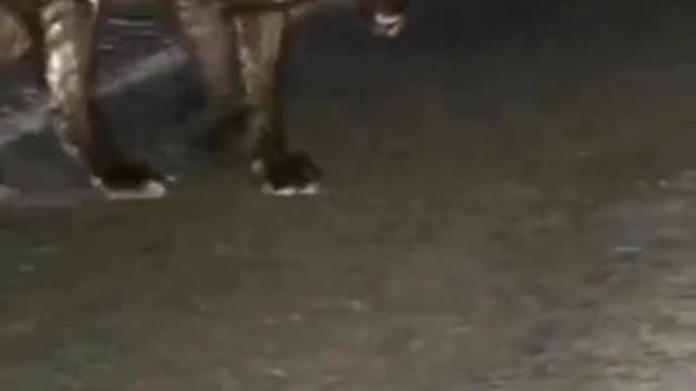 Massive alpha wolf caught in yellowstone