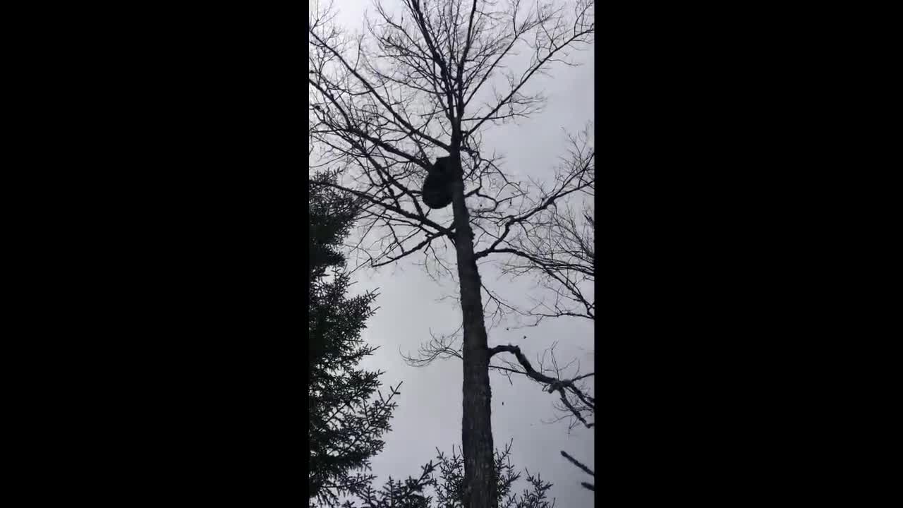 Bear's excellent aim