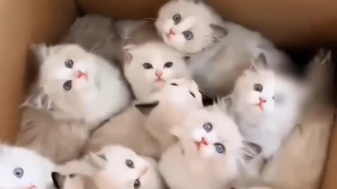 🤣 Funny cats 😂