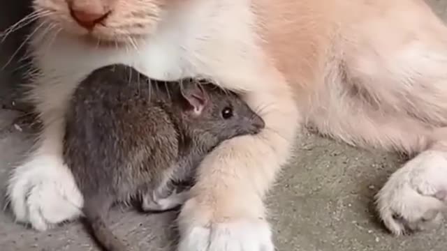 Cat and rat Dosti