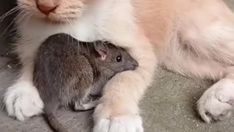Cat and rat Dosti