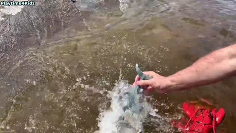 Sea Animal Toys This Summer at the Shore