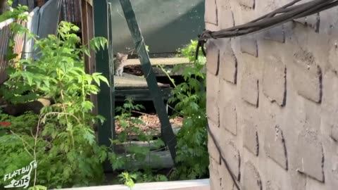 Emergency kittens rescue!