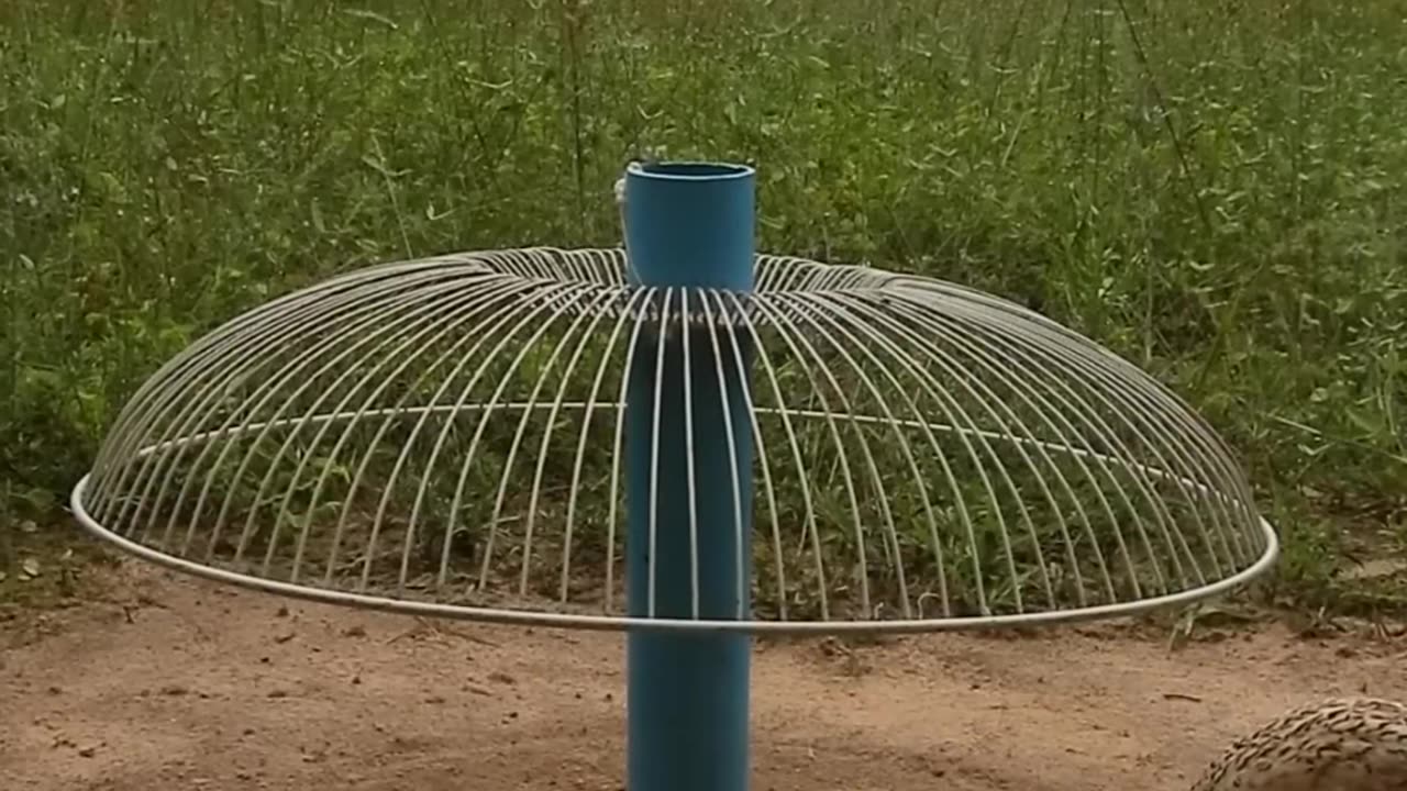 New Quail trap tech