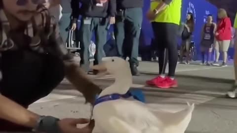 The duck who runs marathons