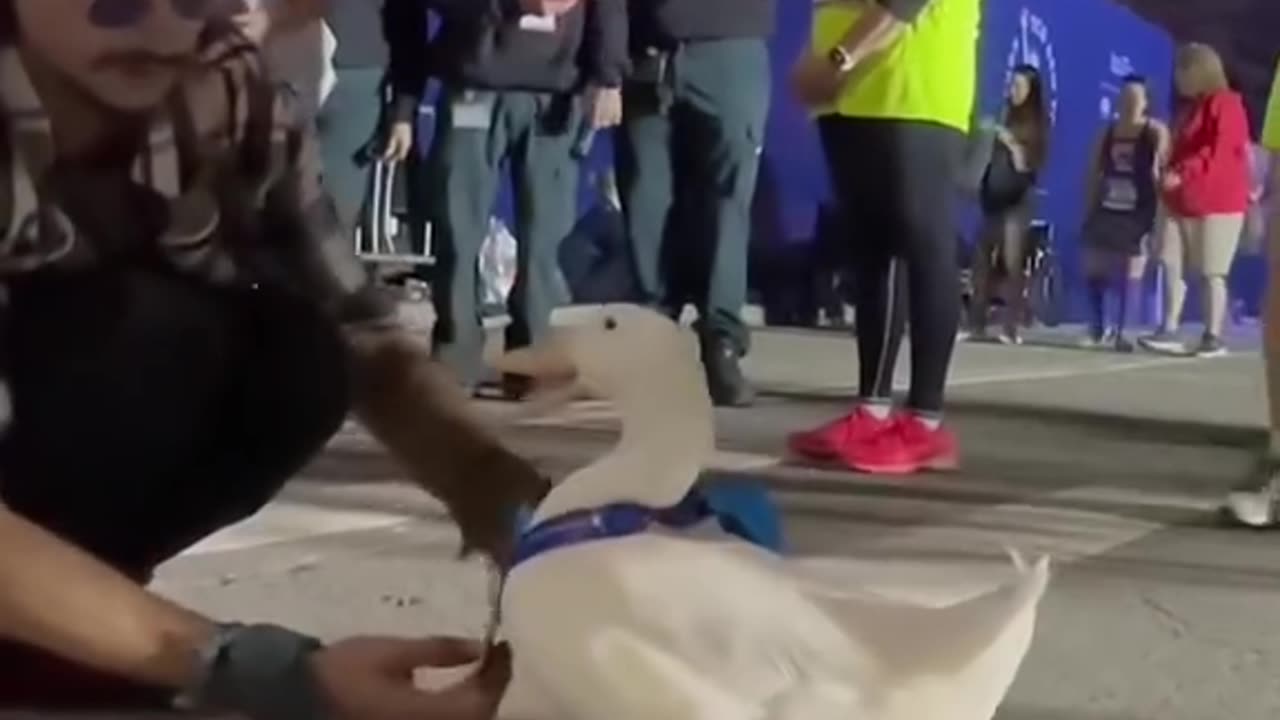 The duck who runs marathons