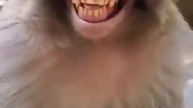 funny_monkey 😂😂Funny video monkey 🐒🐒🐒