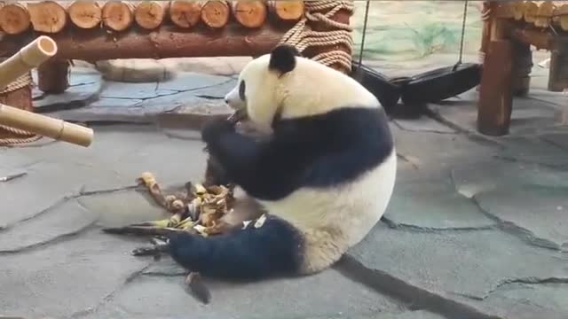 Giant pandas don't have the strength to lose weight