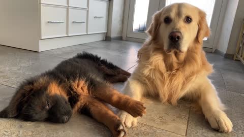 German Shepherd and Golden Retriever puppy SLEEP ATTACK !!!